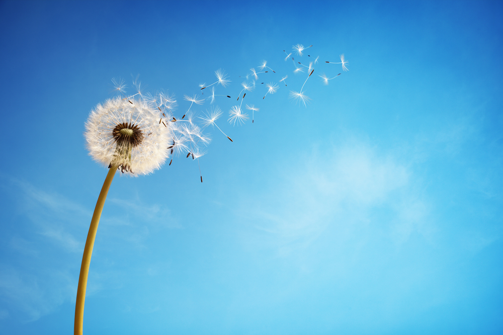 Allergies Cause Itchy Eyes