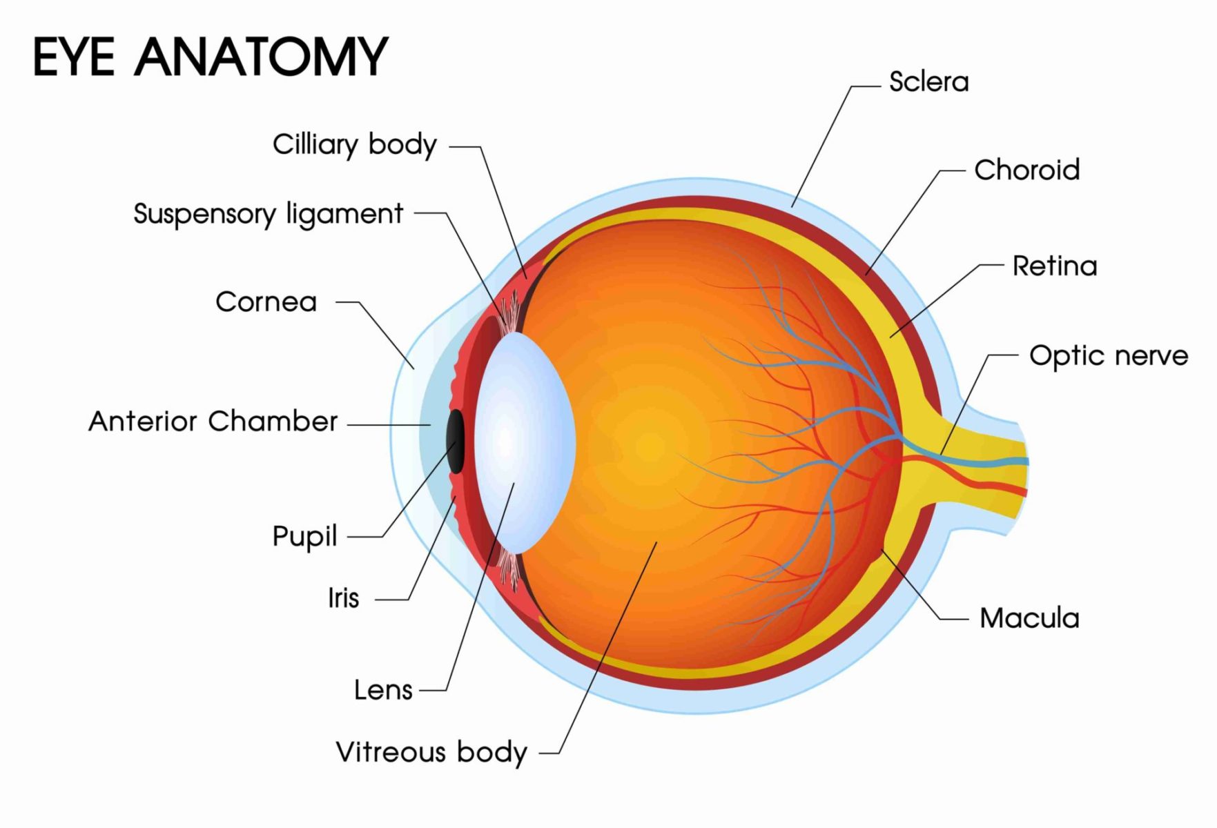 Anatomy of The Eye Anatomy of the Eye