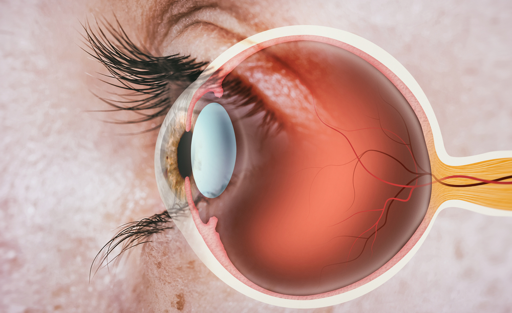 Structure of Human Eye - Is LASIK Worth It?
